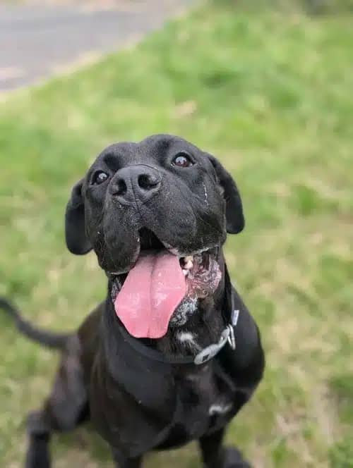 Stockton, cane corso for adoption in Solihull