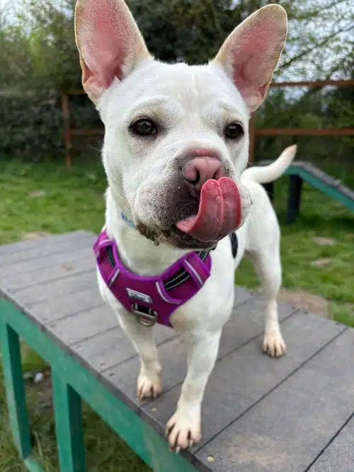 Torvi, shar pei for adoption in Solihull
