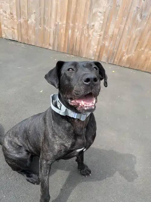 Lorna, presa canario for adoption in Solihull