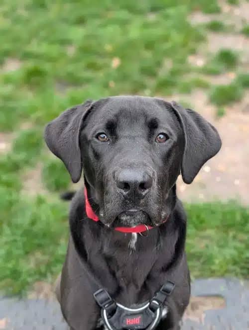 Dexter, crossbreed for adoption in Solihull