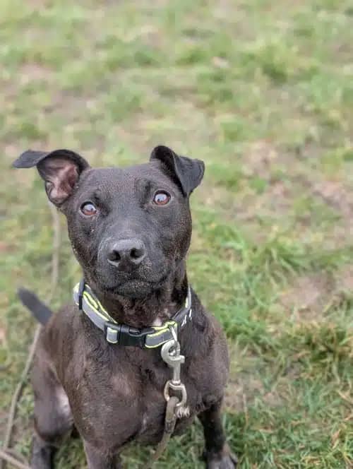 Roy, patterdale terrier for adoption in Solihull