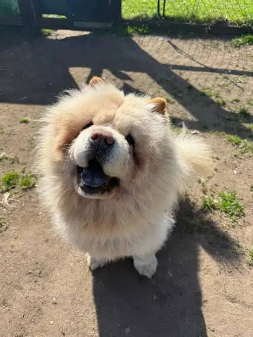 Teddy, chow chow for adoption in Coven