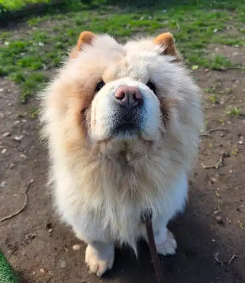 Teddy, photo 2