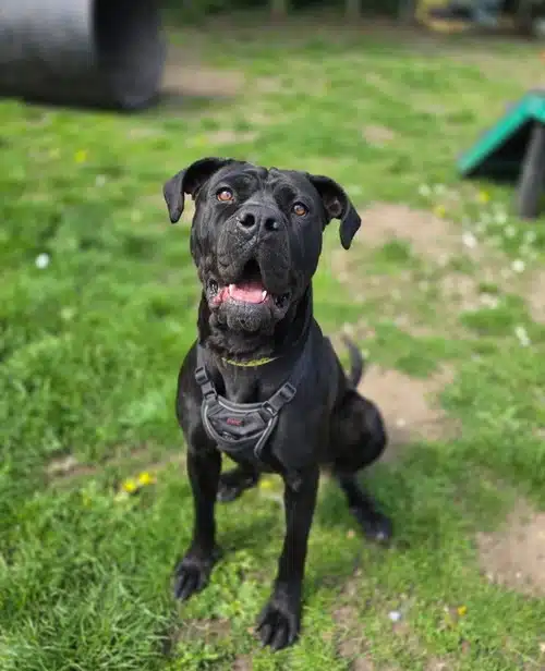 Venus, cane corso for adoption in Solihull
