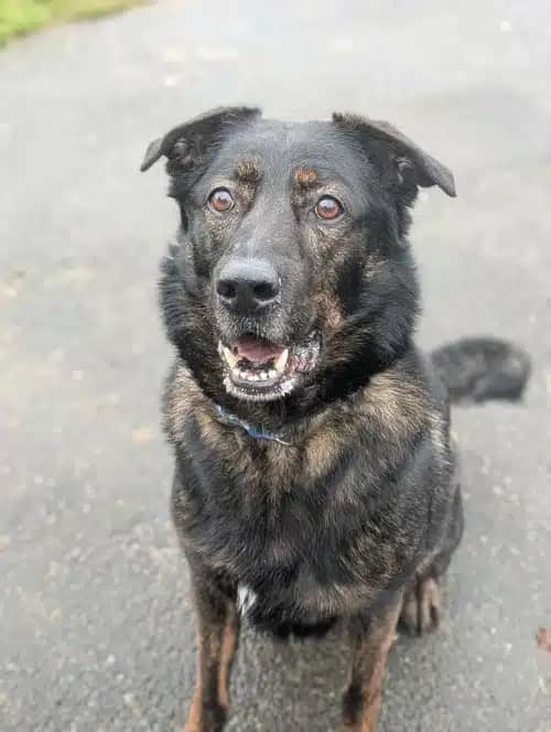 Max, german shepherd dog for adoption in Solihull