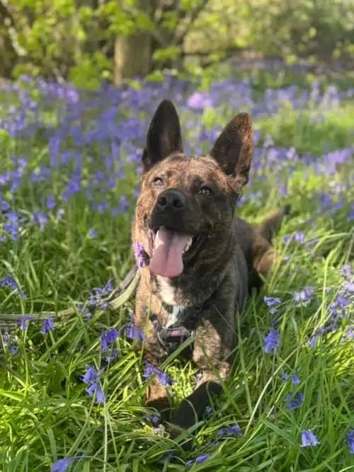 Rocket, crossbreed for adoption in Coven
