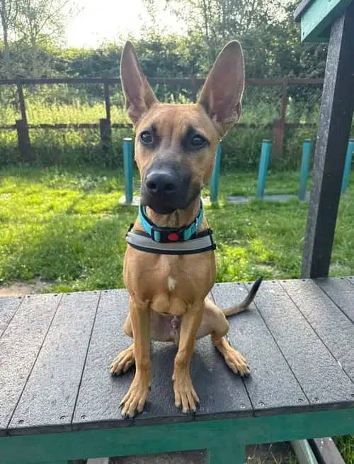 Aston, crossbreed for adoption in Solihull