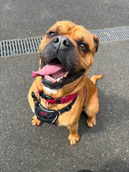 Rocky - Bulldog X, bulldog for adoption in Solihull
