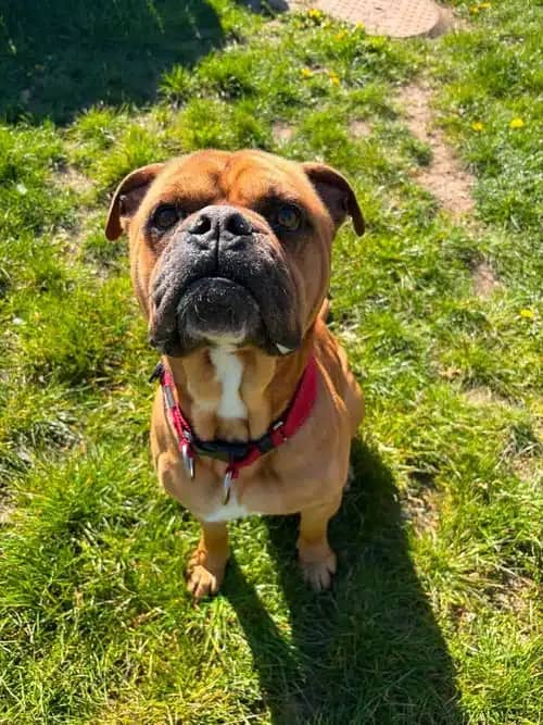 Rocky - Bulldog X, photo 3