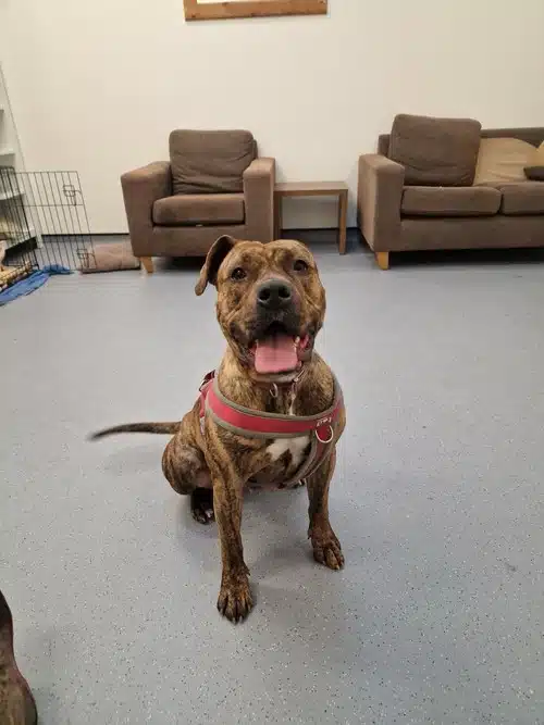 Mika, crossbreed for adoption in Solihull