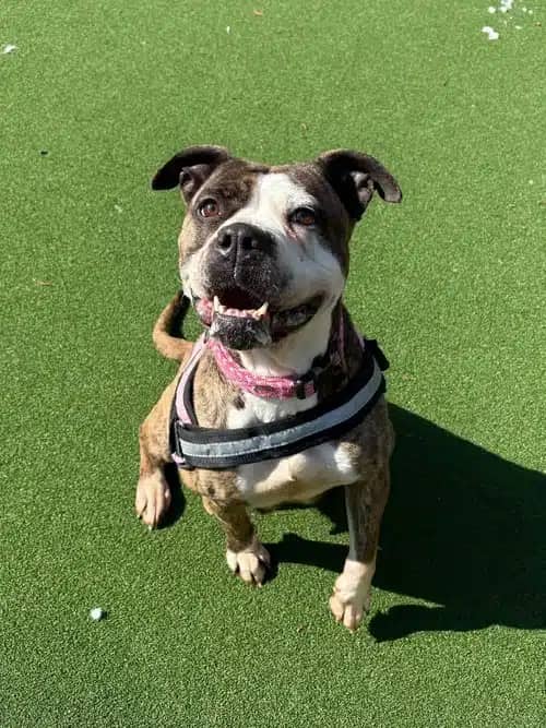 Dior, american bulldog for adoption in Solihull