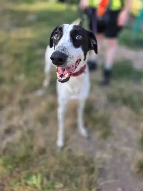 Ronnie, lurcher for adoption in Solihull