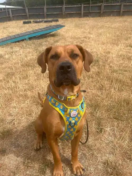 Kenzo, mastiff for adoption in Solihull