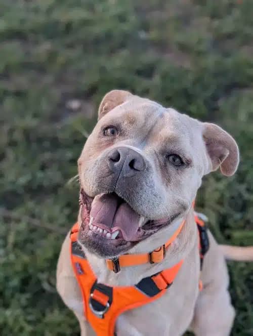 Moose - Ambull, crossbreed for adoption in Solihull