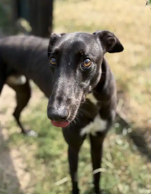 Ziggy, lurcher for adoption in Coven