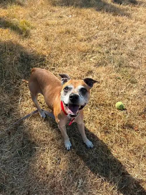 Nina, staffordshire bull terrier for adoption in Solihull