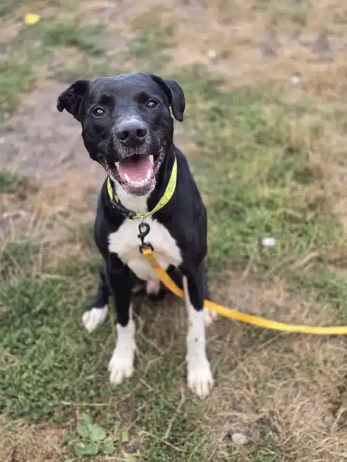 Frederick, crossbreed for adoption in Solihull