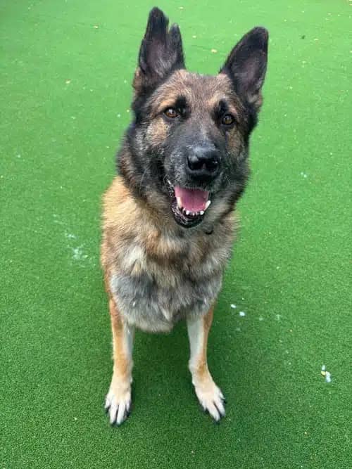 Ben, german shepherd dog for adoption in Solihull