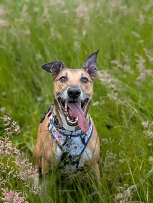 Niamh, lurcher for adoption in Solihull