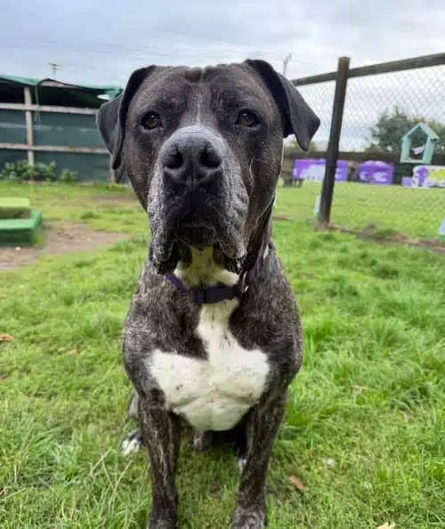 Jasper, presa canario for adoption in Solihull