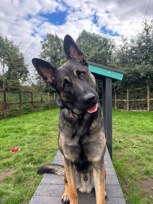 Ace, german shepherd dog for adoption in Coven