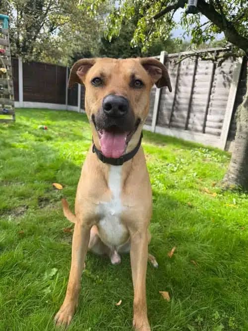 Harris, crossbreed for adoption in Solihull