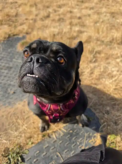 Winnie, french bulldog for adoption in Solihull