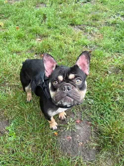 Sully, french bulldog for adoption in Coven