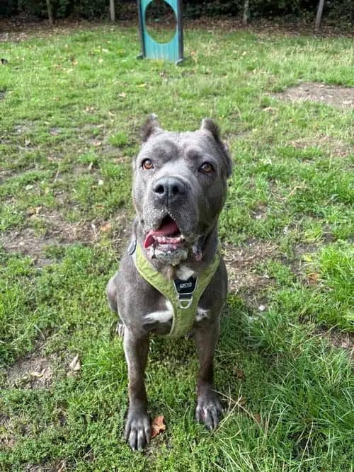 Lettie, cane corso for adoption in Solihull
