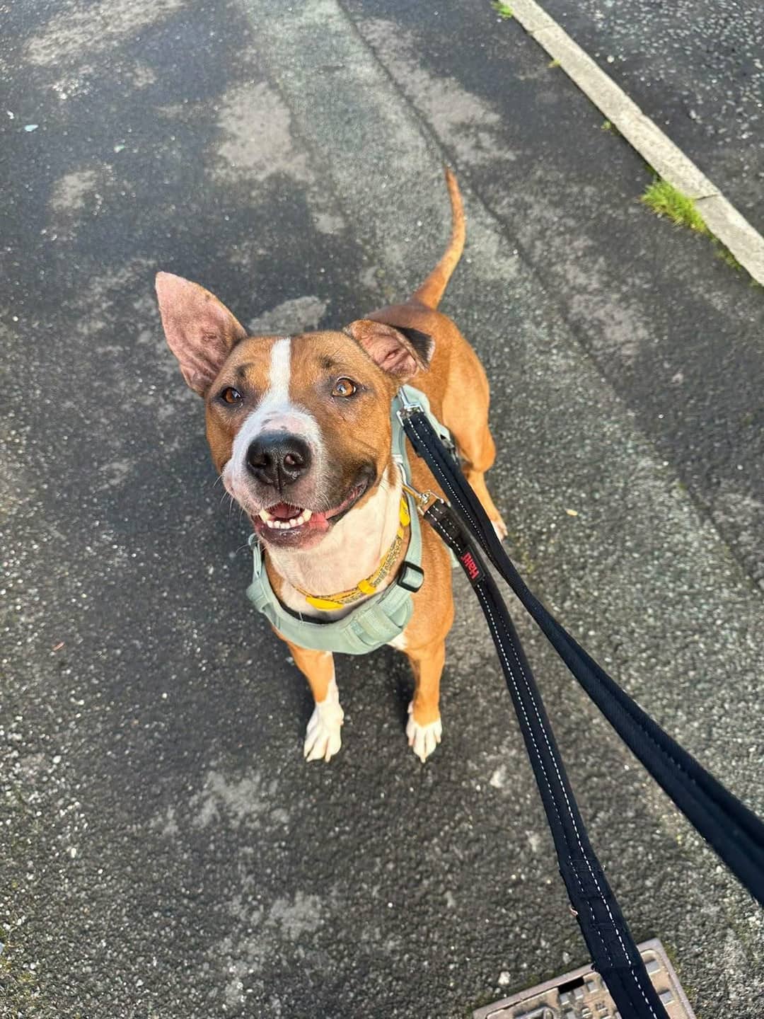 Rescue Dogs, Cats & Rabbits in Manchester | LocalPetFinder
