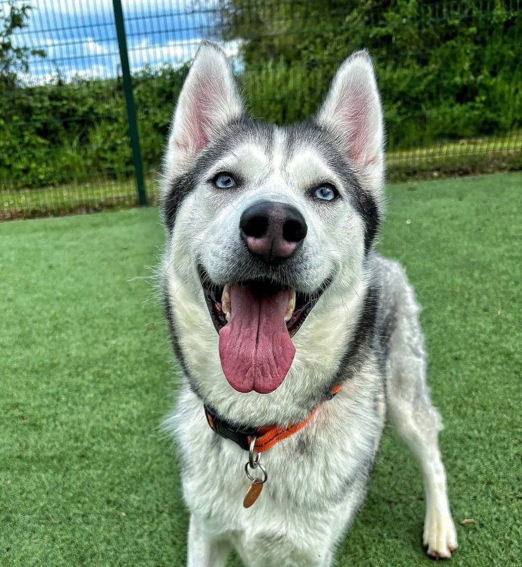 Tails, husky for adoption in Warrington