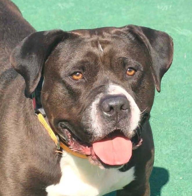 Willow, crossbreed for adoption in Manchester