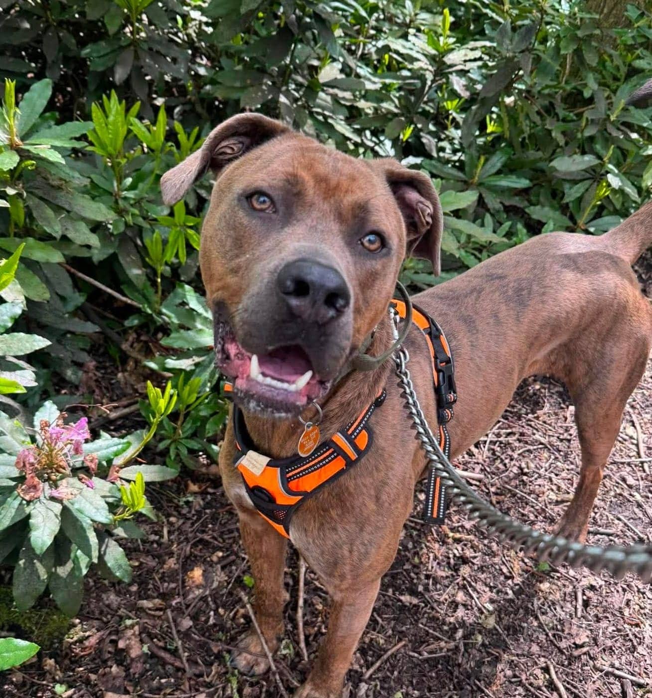 Bruce, cane corso for adoption in Warrington