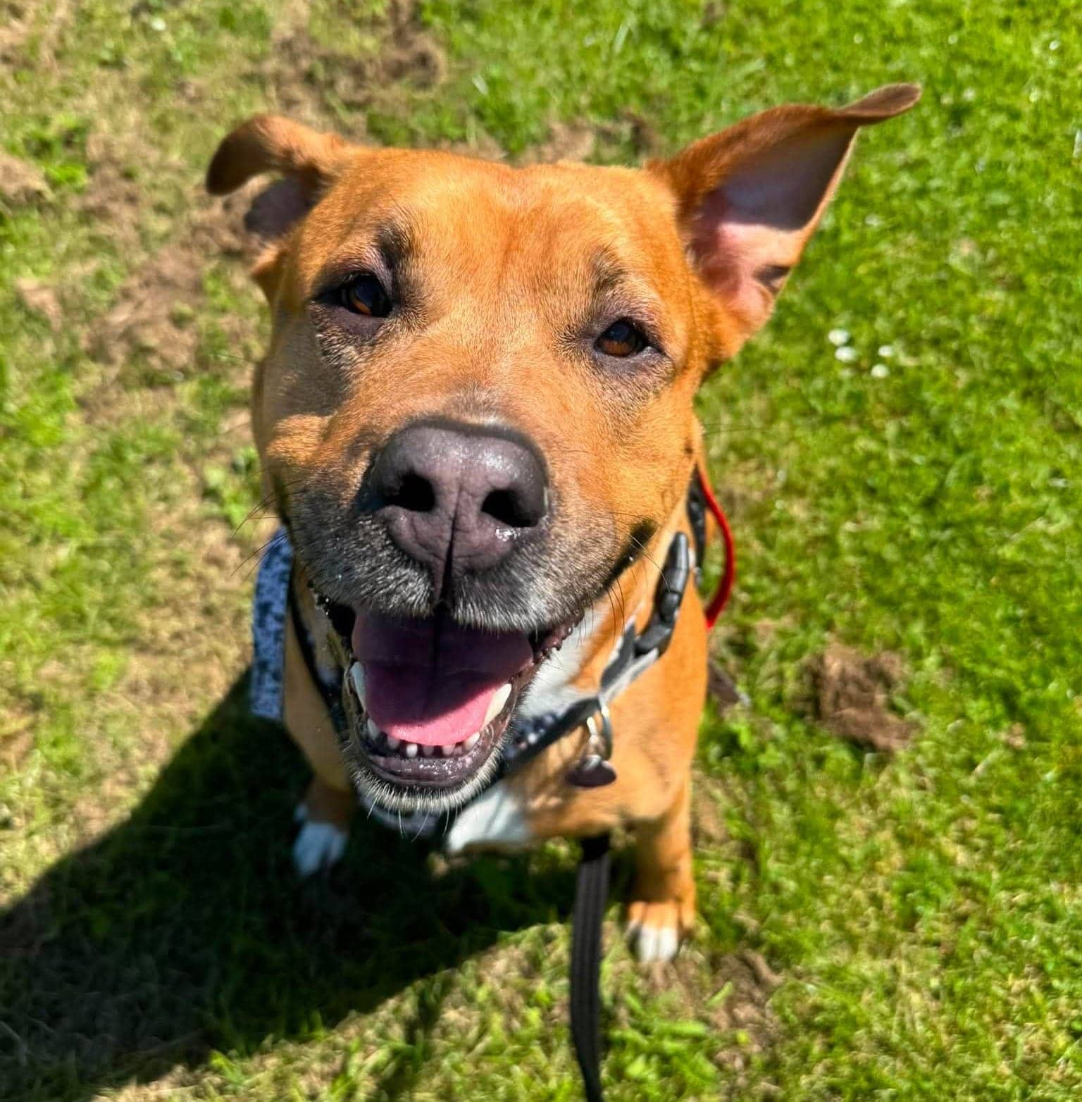 Cali, crossbreed for adoption in Warrington