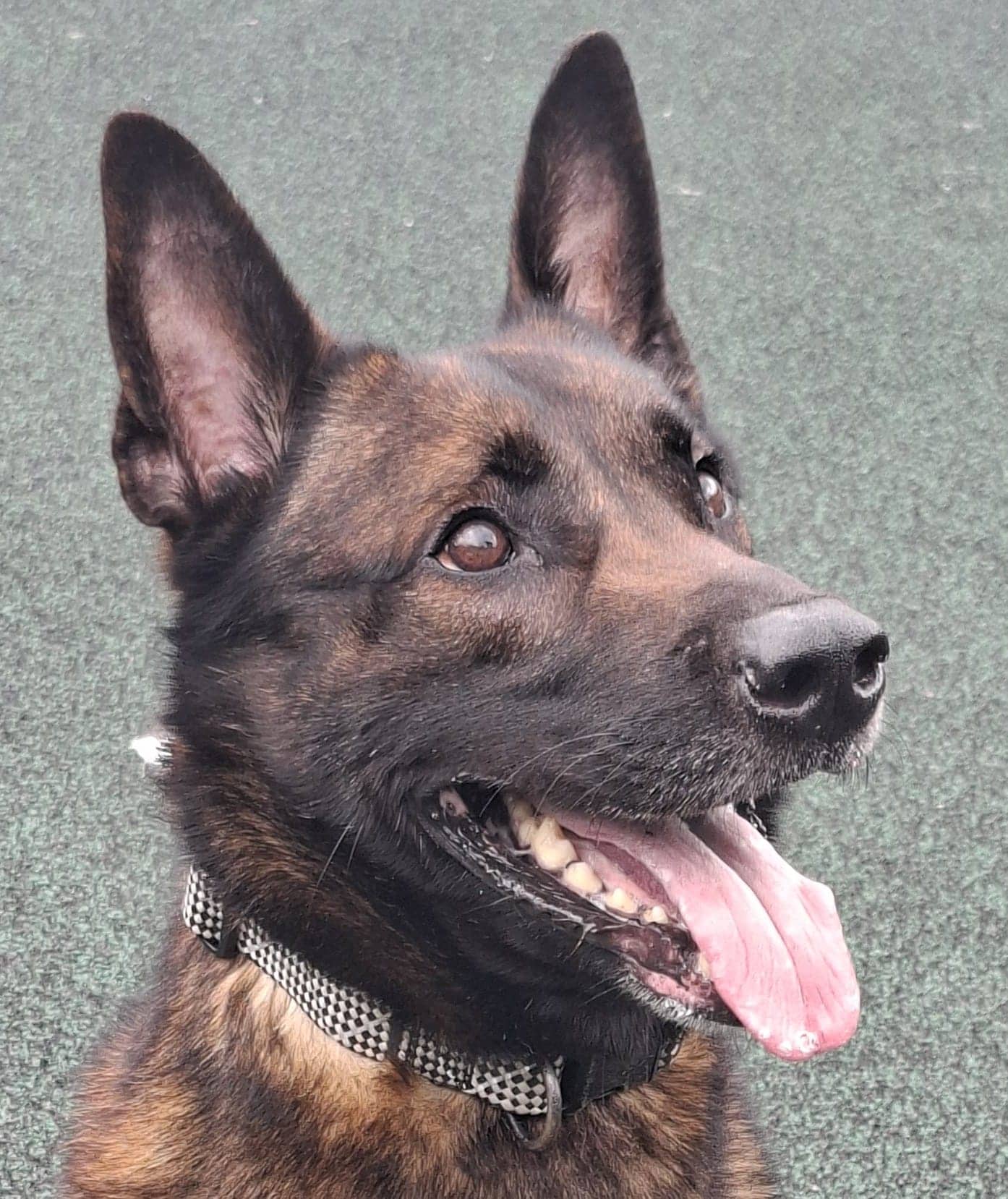 Jax, malinois for adoption in Manchester
