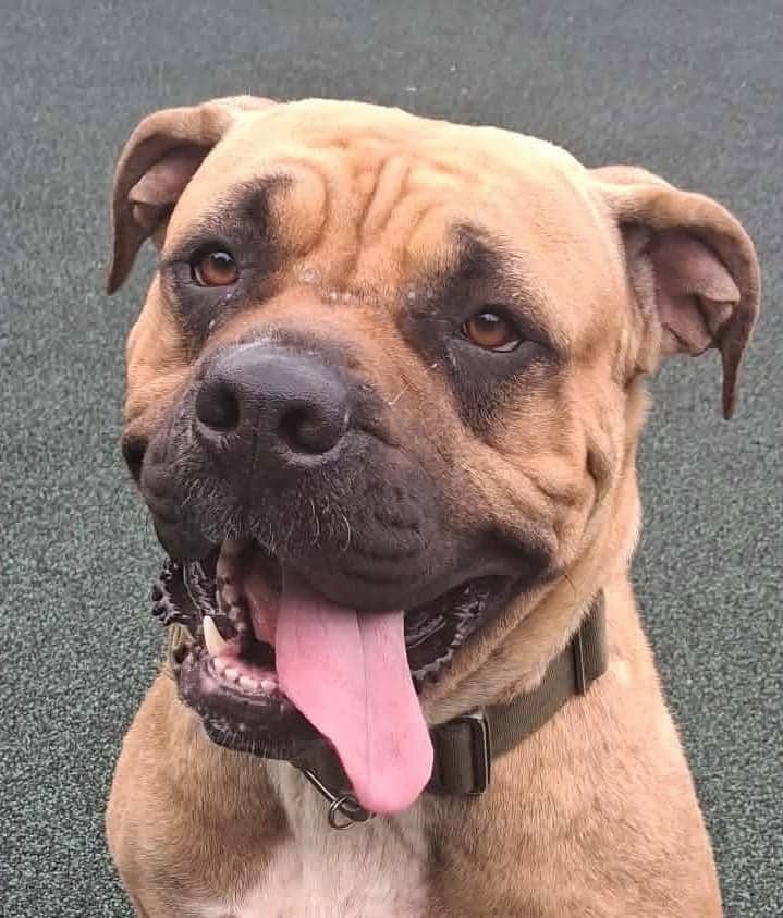 Dakota, mastiff cross for adoption in Manchester
