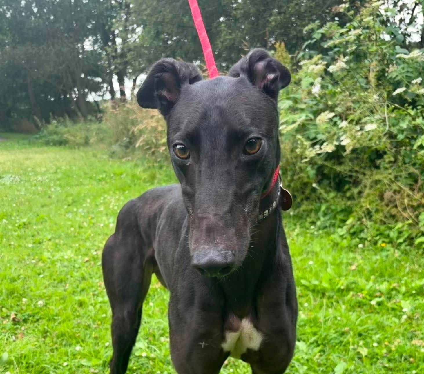 Jasper, greyhound for adoption in Warrington