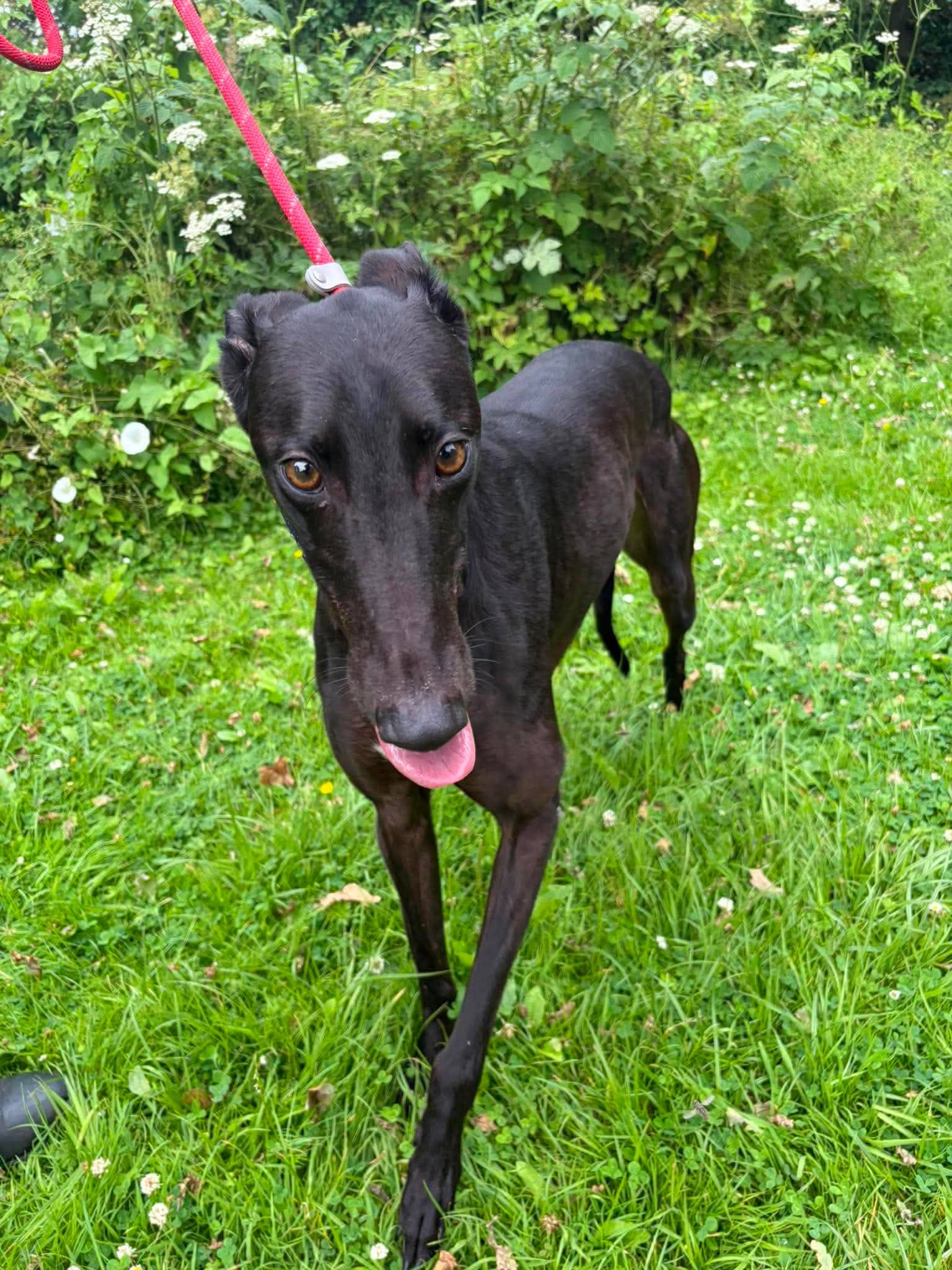 Jasper, photo 3