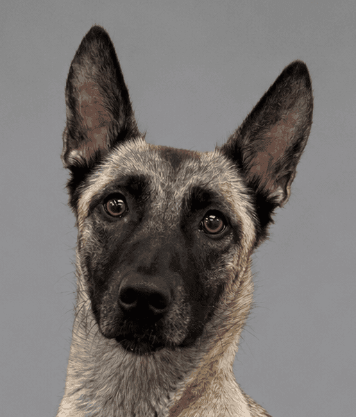 Lyra, malinois cross for adoption in Manchester