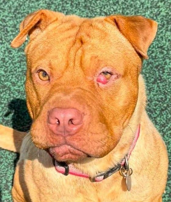 Ripley, cross shar-pei for adoption in Manchester