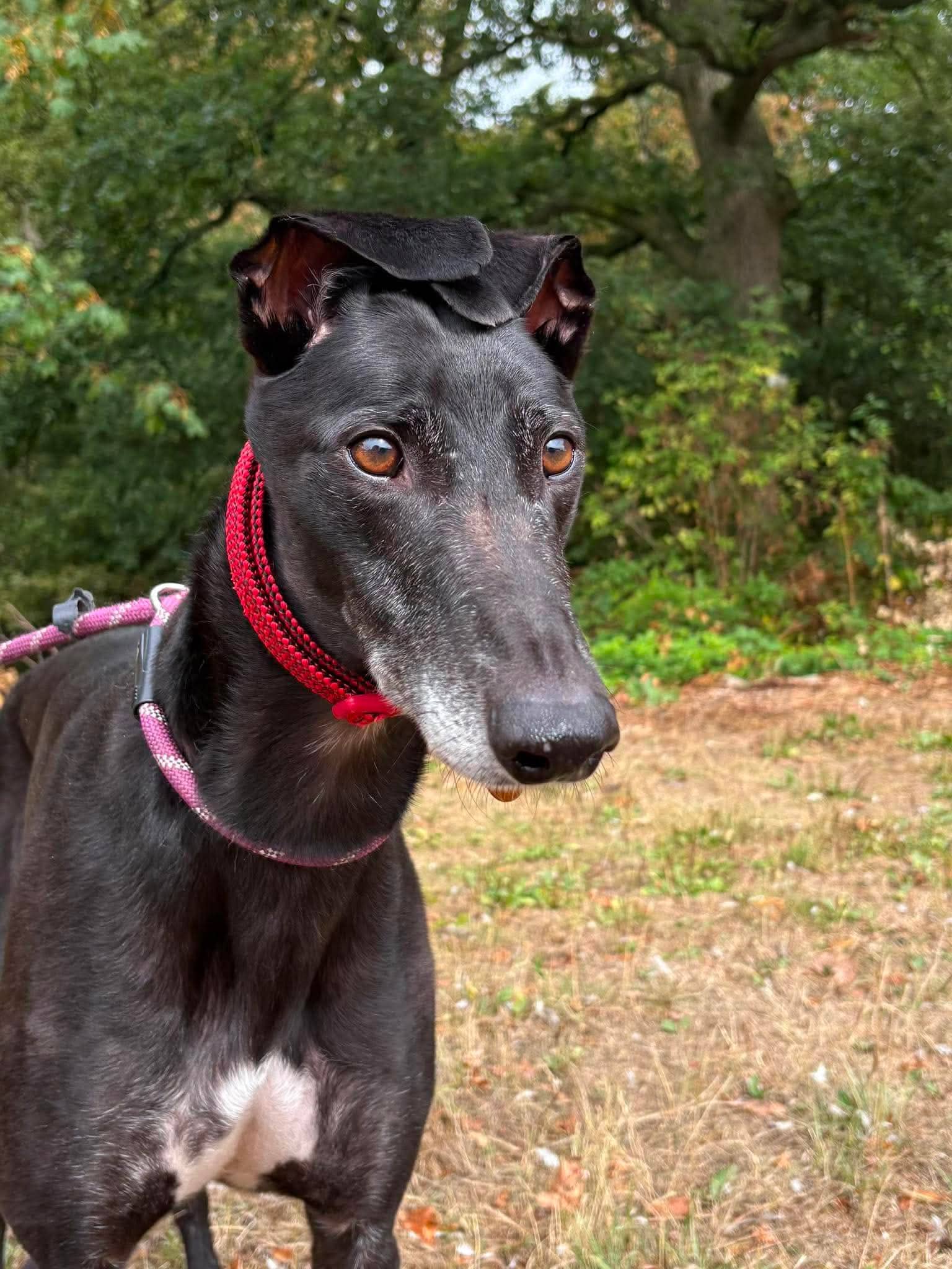 Hero, greyhound for adoption in Warrington