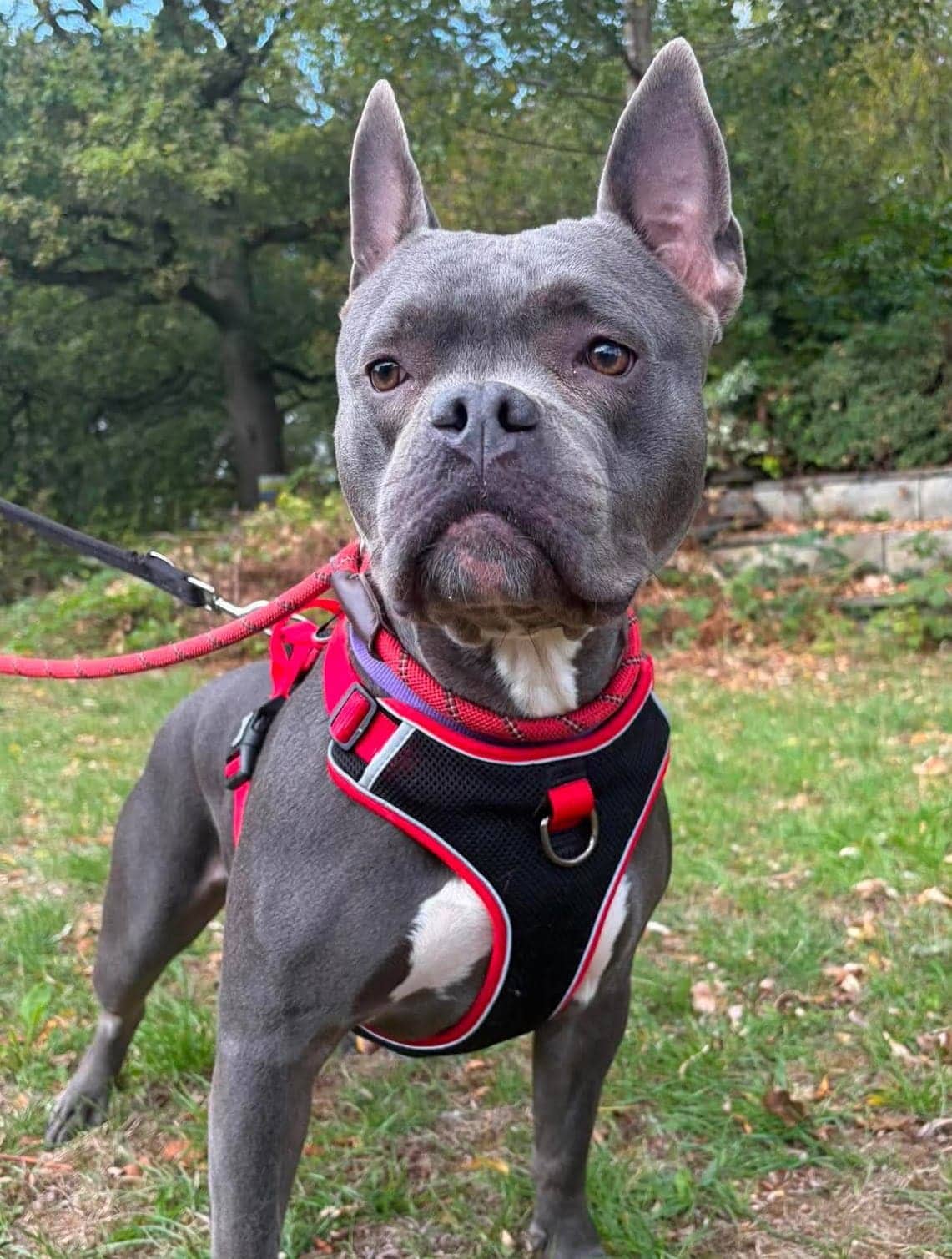Nyla, staffordshire bull terrier cross for adoption in Warrington