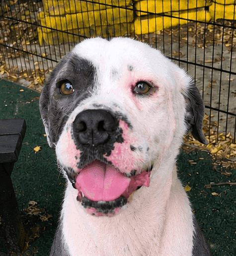 Bruce, bulldog cross for adoption in Manchester