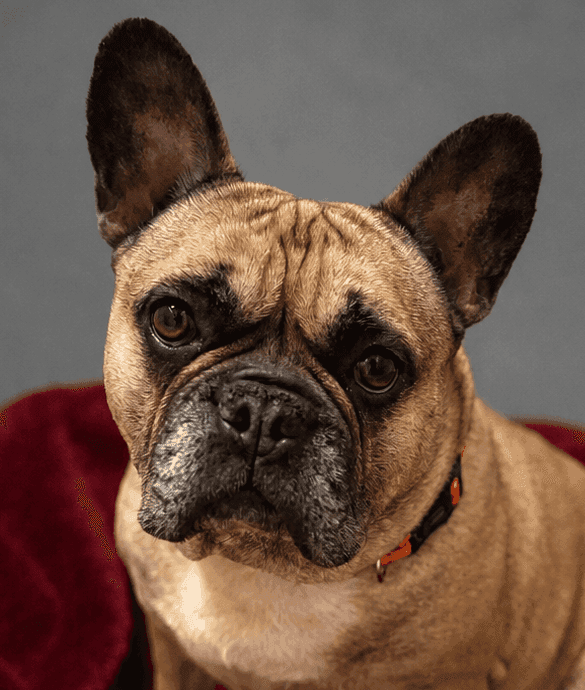 Ell, french bulldog for adoption in Manchester