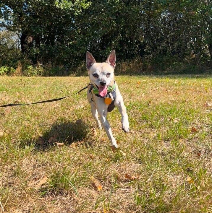 Freddie, chihuahua x jack russell for adoption in Warrington