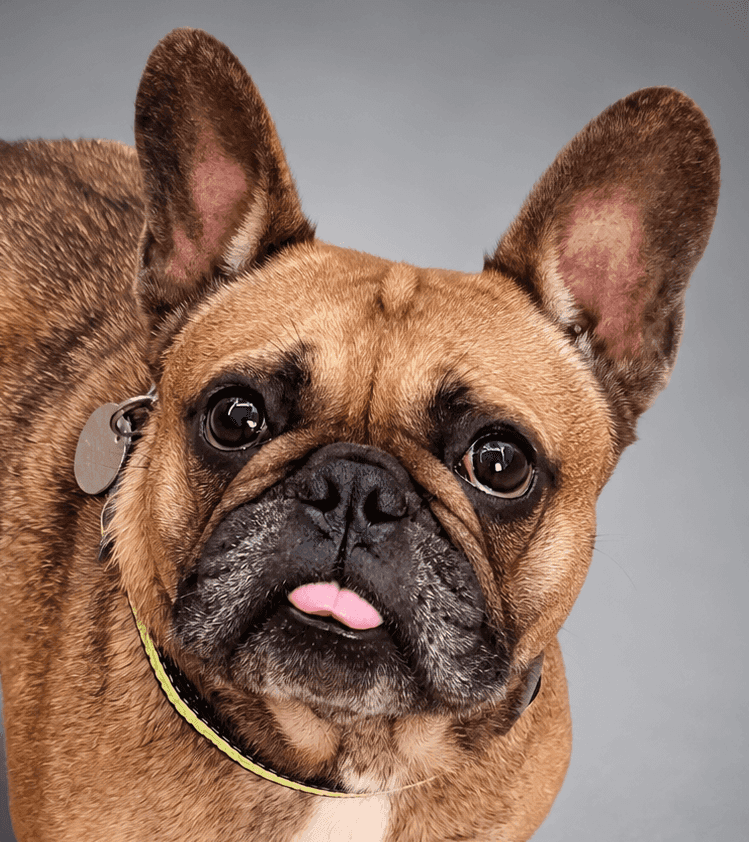 Maggie, french bulldog for adoption in Manchester