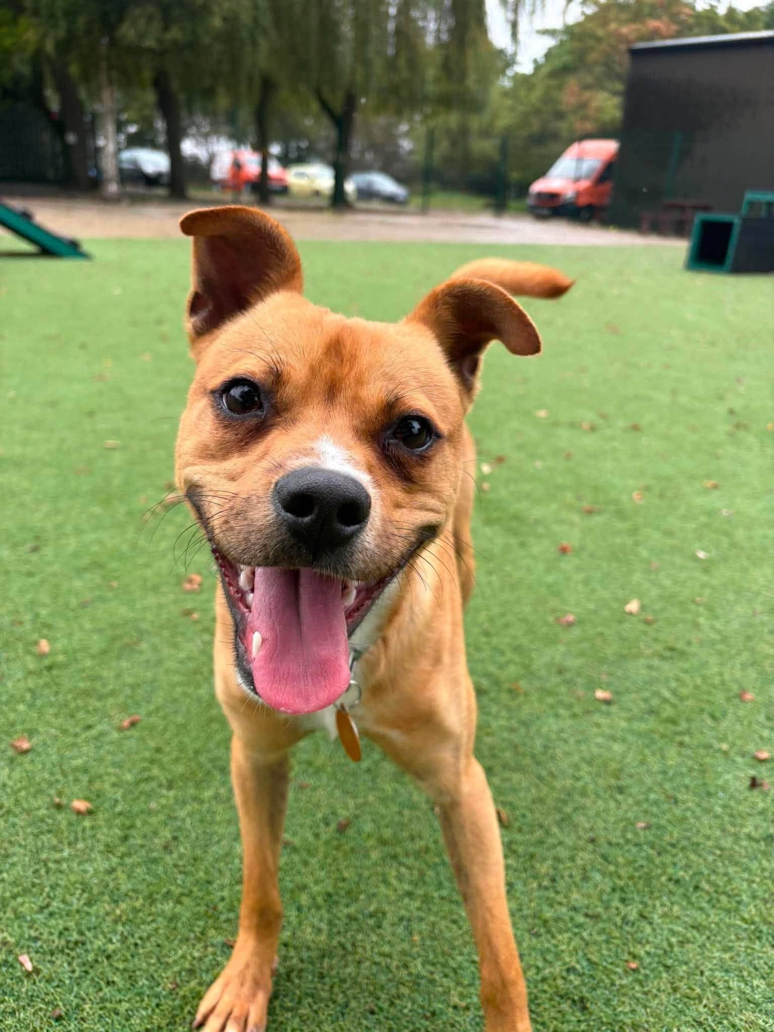 Nibbles, crossbreed for adoption in Warrington