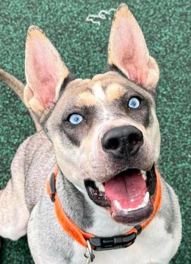 Poppy, husky cross for adoption in Manchester