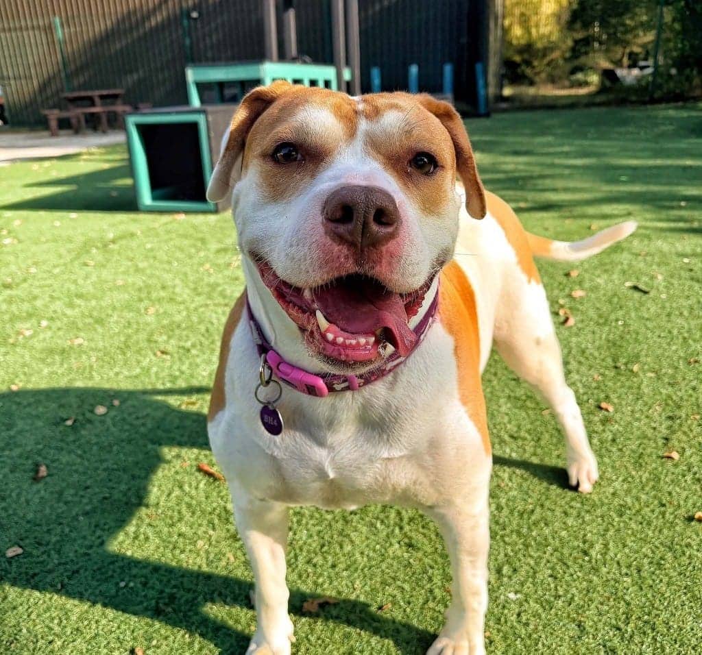 Pumpkin, american bulldog for adoption in Warrington
