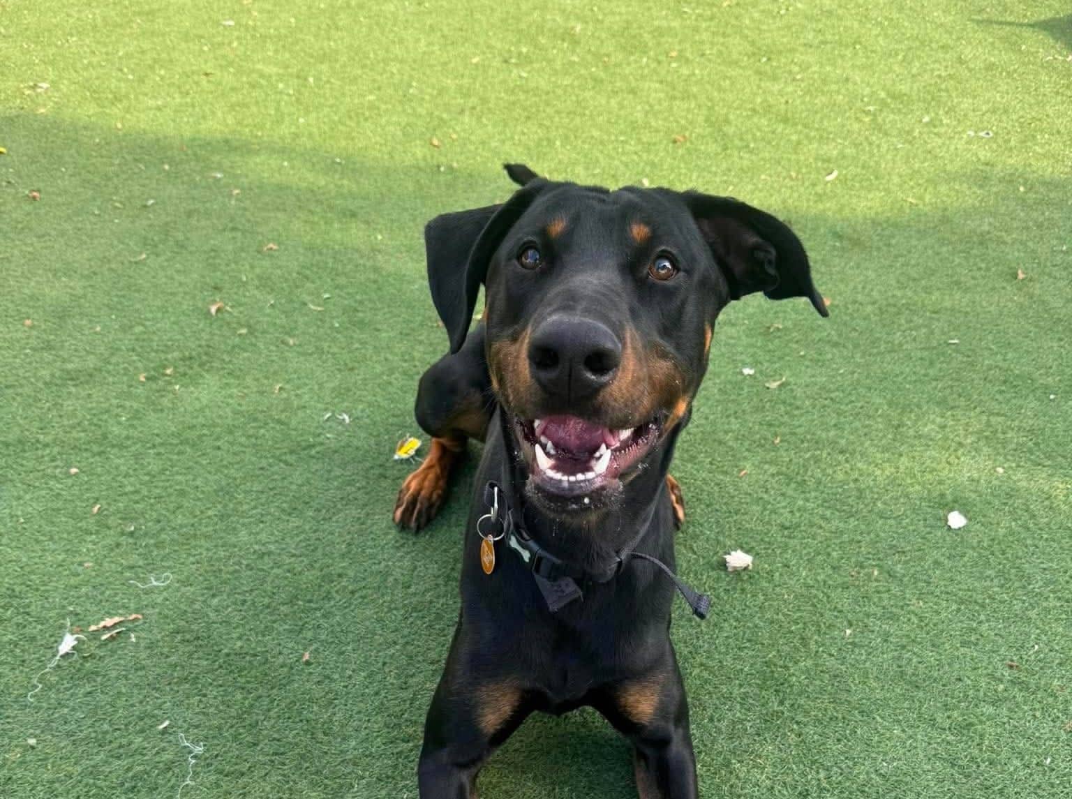 Bear, doberman x rottweiler for adoption in Warrington